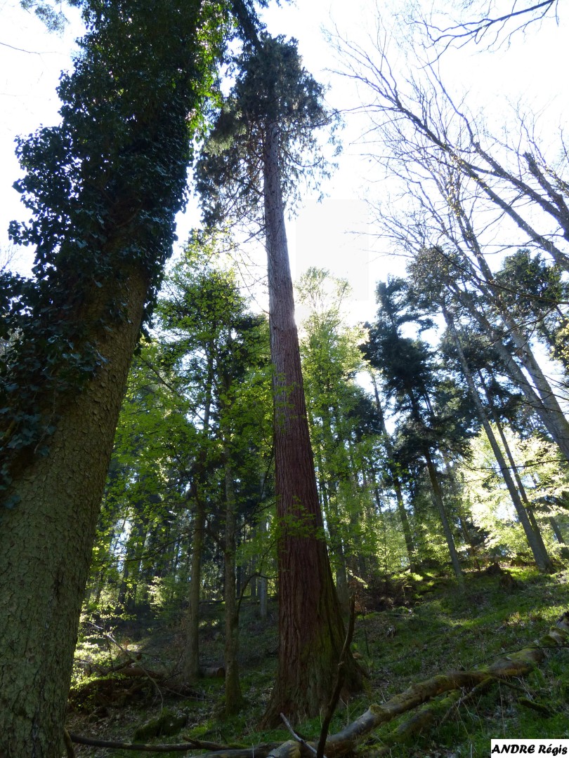 Séquia géant  du bois de l'Elendswald, Régis André (1)