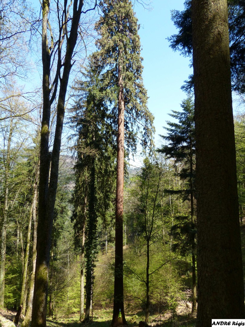 Séquia géant  du bois de l'Elendswald, Régis André (2)