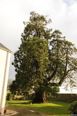 Séquoia géant de Pontivy, Morbihan, Yannick Morhan (11)