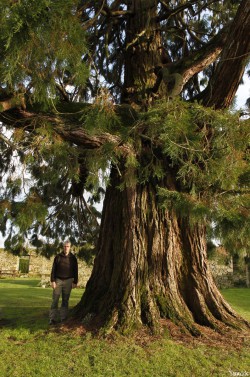 Séquoia géant de Pontivy, Morbihan, Yannick Morhan (3)