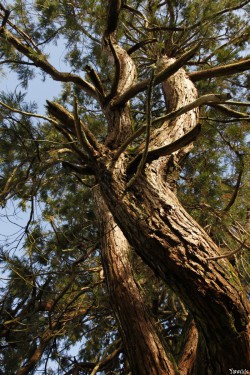 Séquoia géant de Pontivy, Morbihan, Yannick Morhan (4)