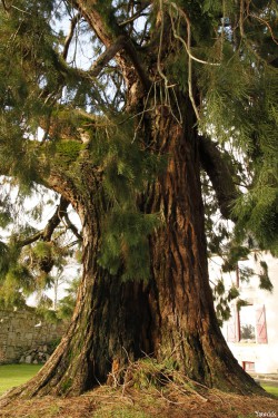 Séquoia géant de Pontivy, Morbihan, Yannick Morhan (5)