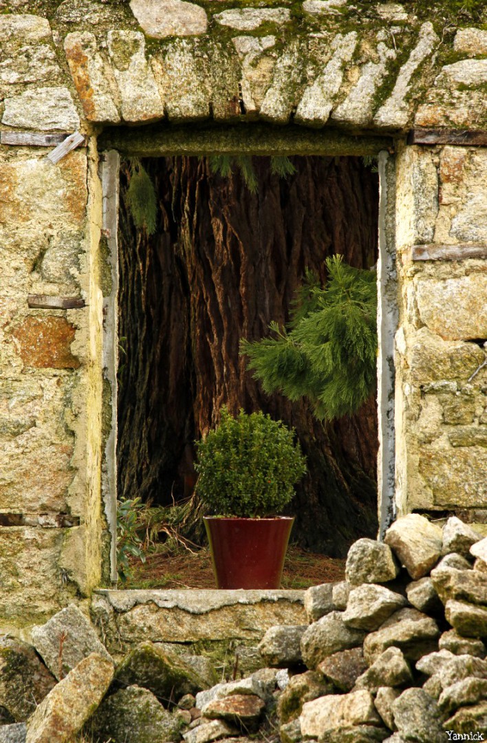 Séquoia géant de Pontivy, Morbihan, Yannick Morhan (6)