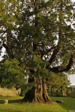Séquoia géant de Pontivy, Morbihan, Yannick Morhan (7)