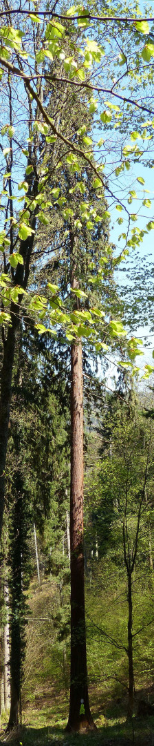 Séquoia géant  du bois de l'Elendswald Régis André