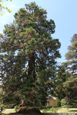 Séquoia-géant-randan2