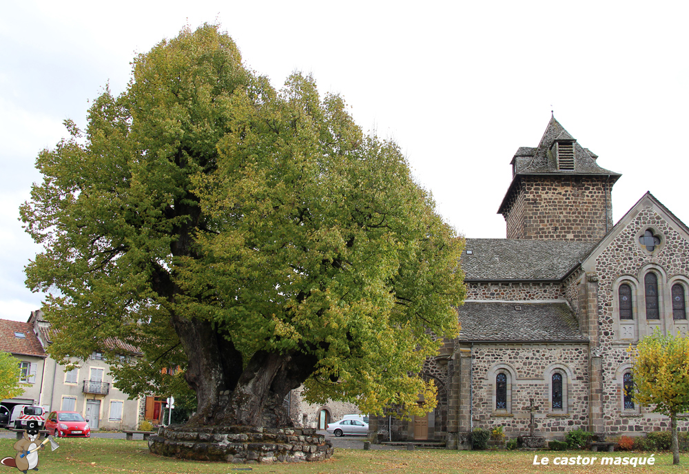 Et si ce magnifique tilleul du Cantal était élu « arbre de l'année » ?