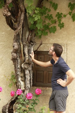 Vigne d'Arbois, Franche Comté, Yannick Morhan (42)