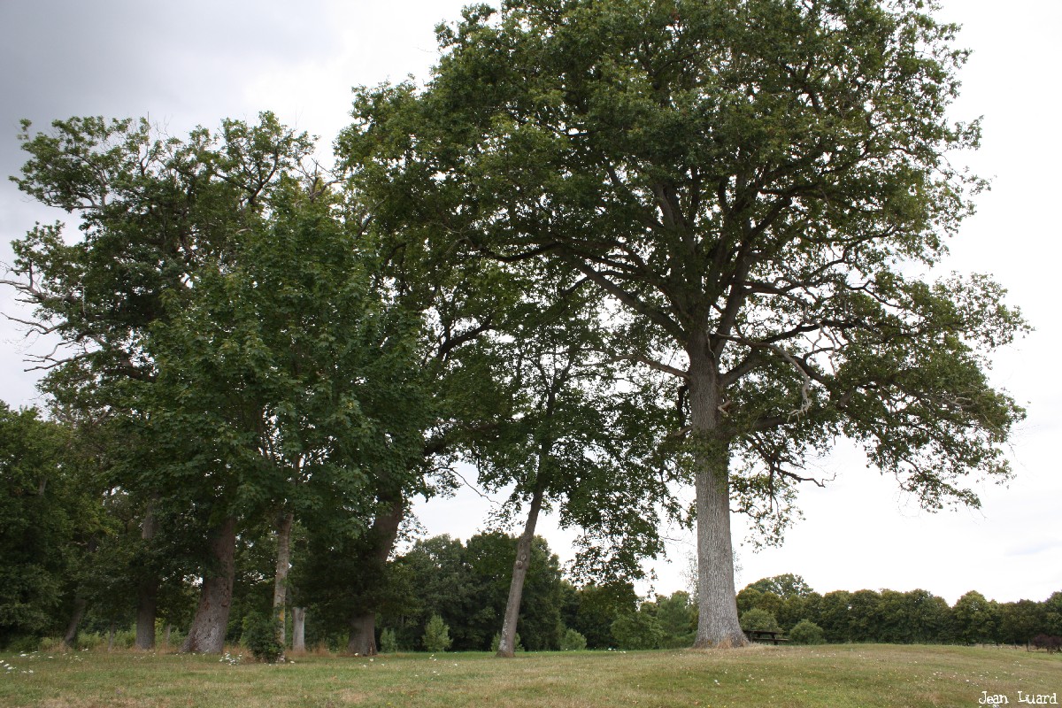 arbres château du Plessis-Bourré, Maine et Loire, Jean Luard (6)