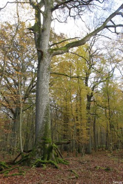 chêne 2 Herméville-en-Woëvre, Meuse Yannick Morhan (13)