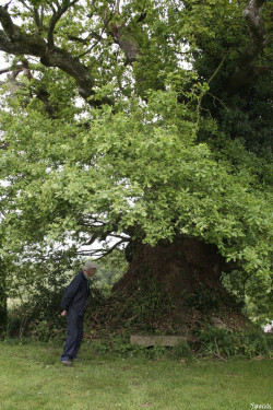 chêne du Margaro à Rouillac, Côtes d'Armor Yannick Morhan 2007 (4)