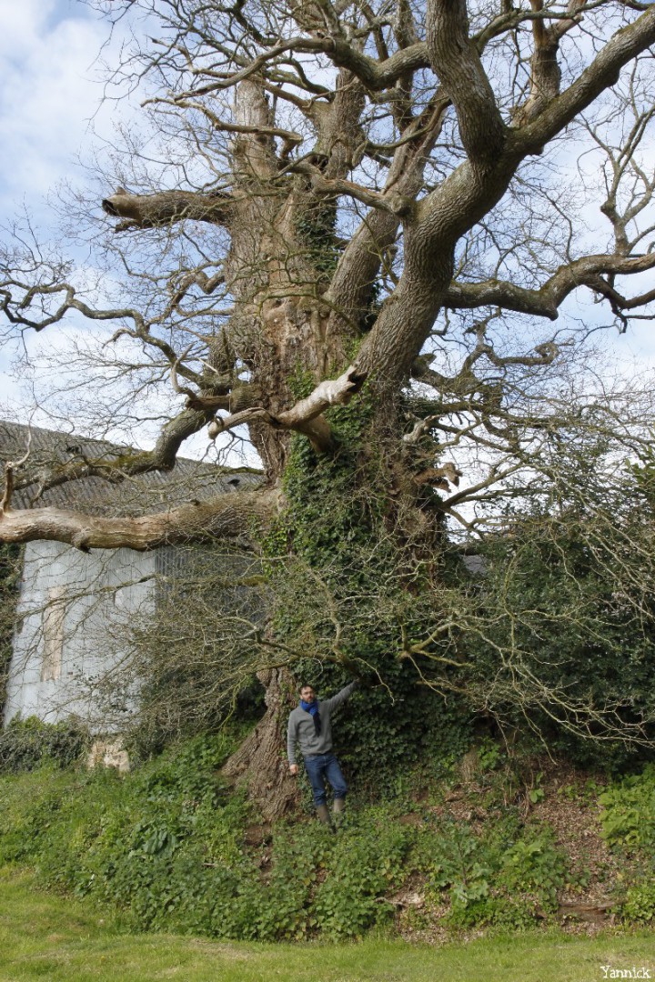chêne du Margaro à Rouillac, Côtes d'Armor, Yannick Morhan avril 2014 (2)