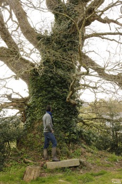chêne du Margaro à Rouillac, Côtes d'Armor, Yannick Morhan avril 2014 (3)