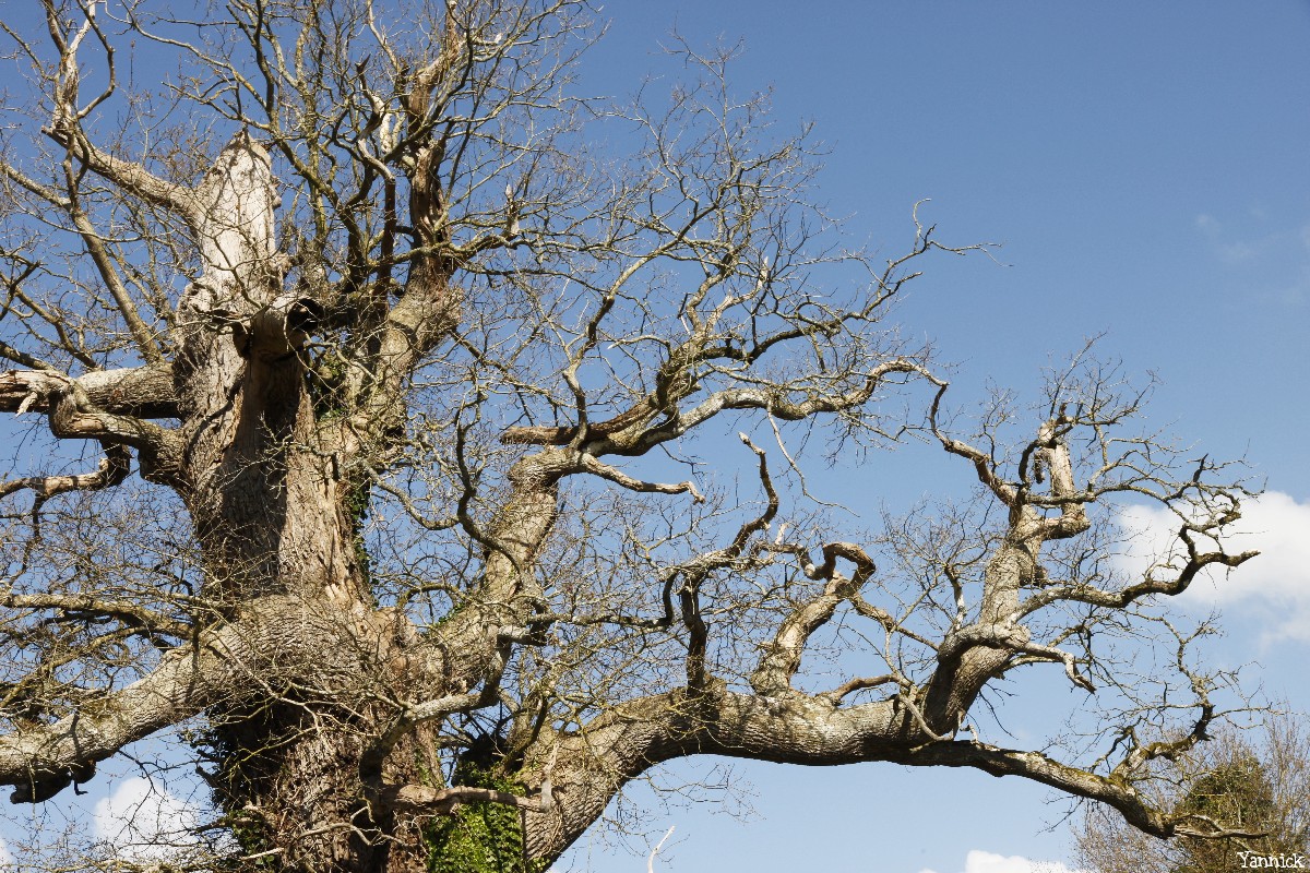 chêne du Margaro à Rouillac, Côtes d'Armor, Yannick Morhan avril 2014 (5)