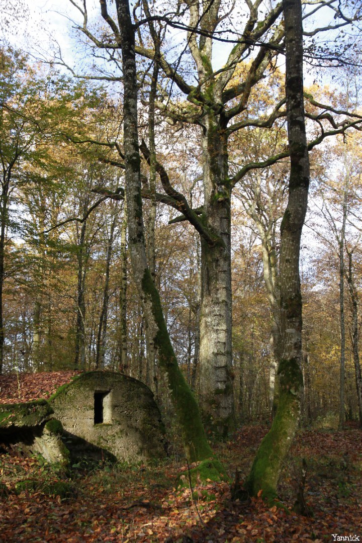chêne observatoire de Herméville-en-Woëvre, Meuse Yannick Morhan (3)