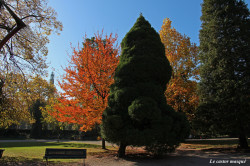 copalme-jardin-plantes1