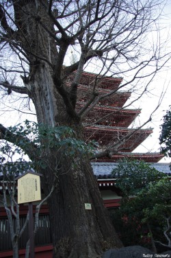 gingkos-du-temple-Sensö-Ji-Tokyo-Japon-Rémy-Canavesio (2)
