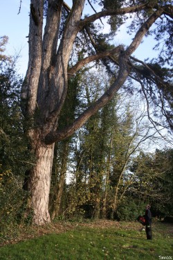 le pin noir de Limoelan en 2008, Sévignac, Côtes d'Armor Yannick Morhan (1)