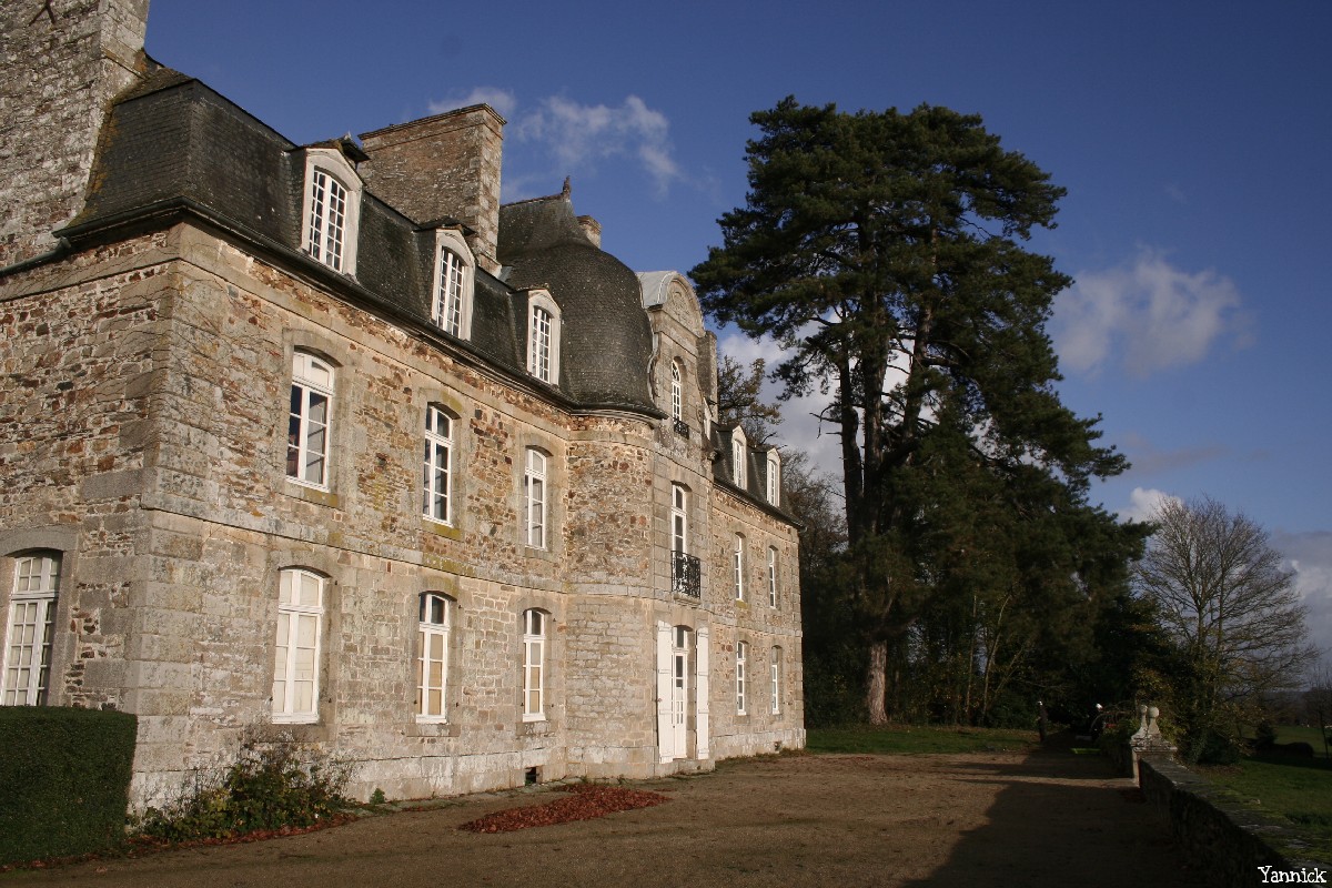 le pin noir de Limoelan en 2008, Sévignac, Côtes d'Armor Yannick Morhan (3)