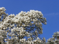 magnolia Dinan redim6