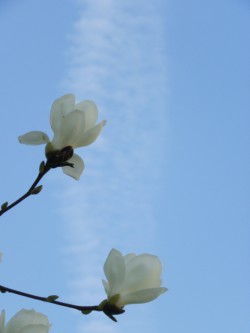 magnolia dinan redim4