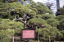 pin noir du jardin Hamarikyu, Tokyo, Japon, Rémy Canvesio (3)