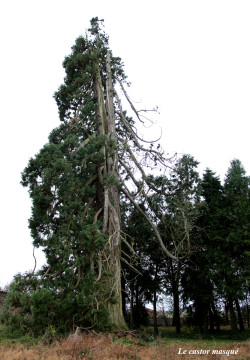 sequoia-geant-ronno9