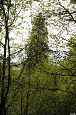 séquoia géant Bazouge la Pérouse, Ille et Vilaine, Yannick Morhan (11)