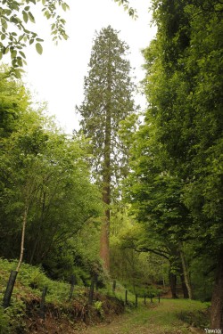 séquoia géant Bazouge la Pérouse, Ille et Vilaine, Yannick Morhan (5)
