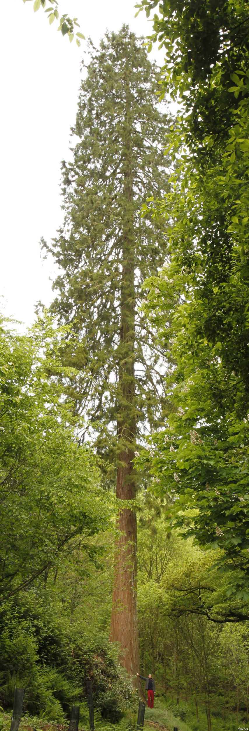 séquoia géant Bazouge la Pérouse, Ille et Vilaine, Yannick Morhan (8)