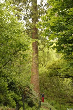 séquoia géant Bazouge la Pérouse, Ille et Vilaine, Yannick Morhan (9)