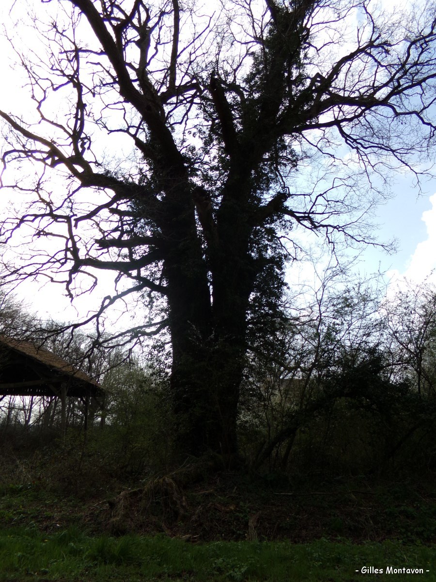 Chêne de la Crolay, Menetou-Couture, Cher | Les têtards arboricoles