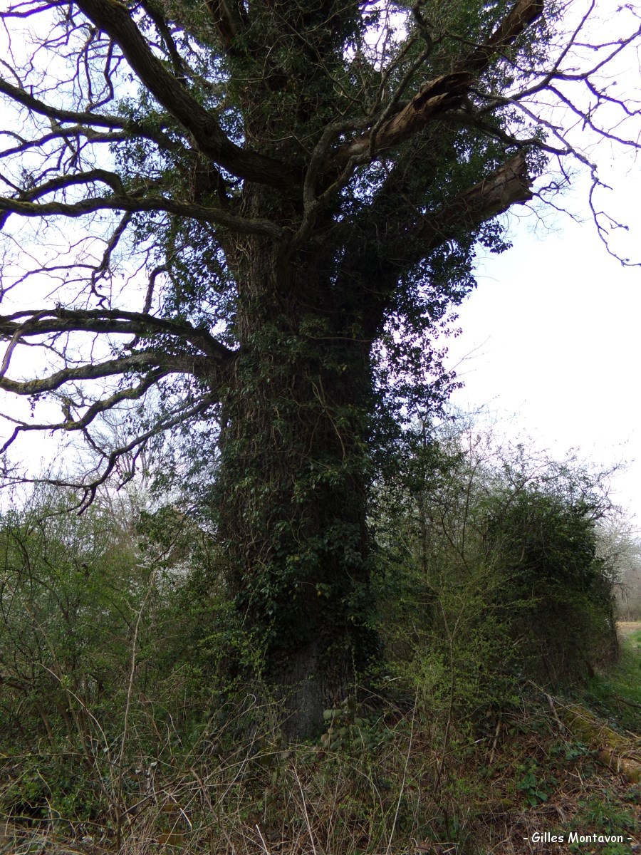 Chêne de la Crolay, Menetou-Couture, Cher | Les têtards arboricoles