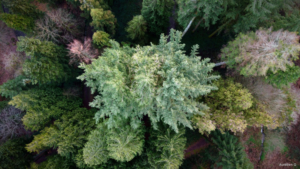 l arboretum de la jonchere saint maurice les tetards arboricoles
