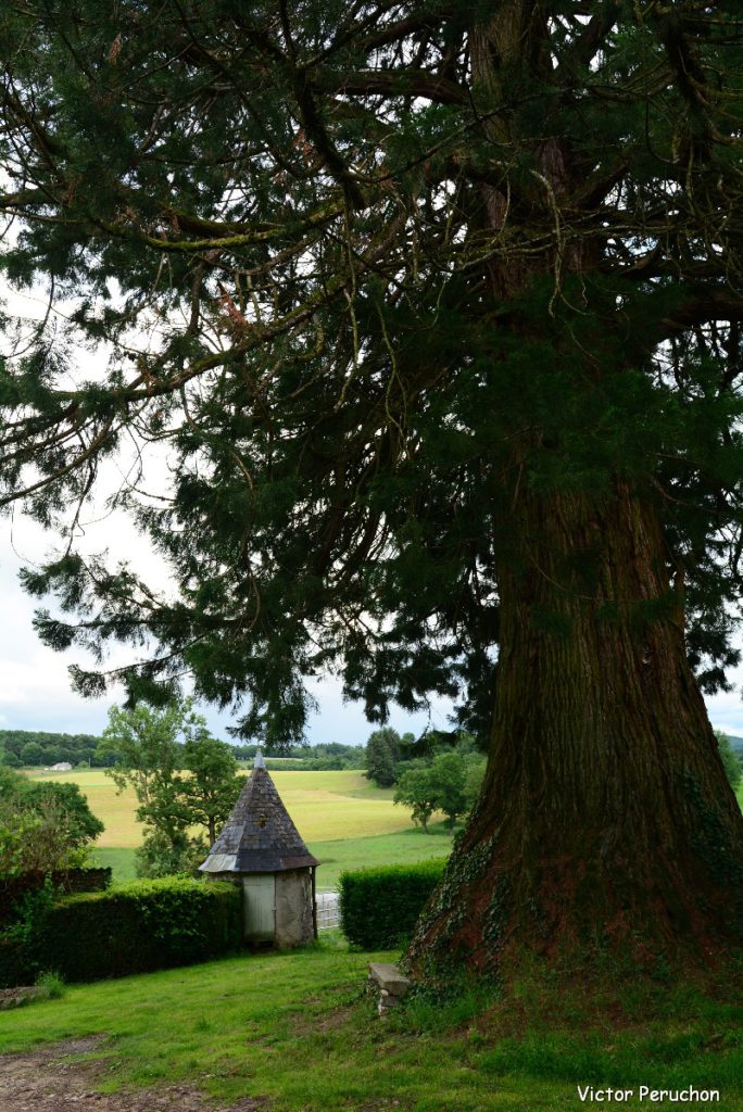 Découverte du séquoia géant de Bénévent l’Abbaye, Creuse | Les têtards
