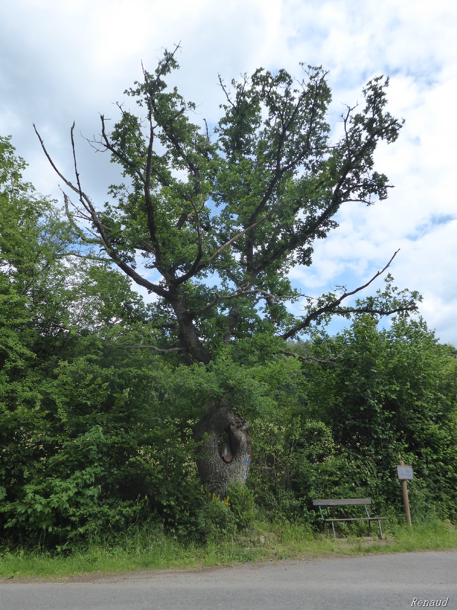 Comment mesurer un arbre ? – Krapo arboricole